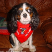 Photo de Cavalier king charles spaniel