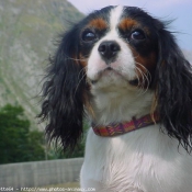 Photo de Cavalier king charles spaniel