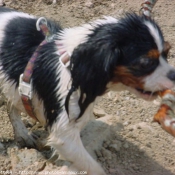 Photo de Cavalier king charles spaniel