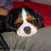 Photo de Cavalier king charles spaniel