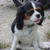 Photo de Cavalier king charles spaniel