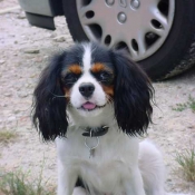 Photo de Cavalier king charles spaniel