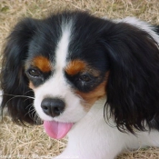 Photo de Cavalier king charles spaniel