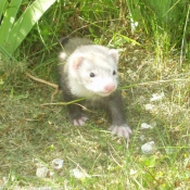 Photo de Furet