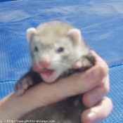 Photo de Furet