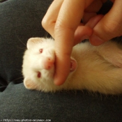 Photo de Furet