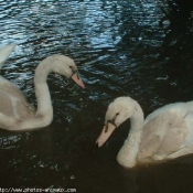 Photo de Cygne