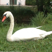 Photo de Cygne