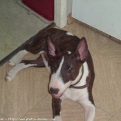 Photo de Bull terrier miniature