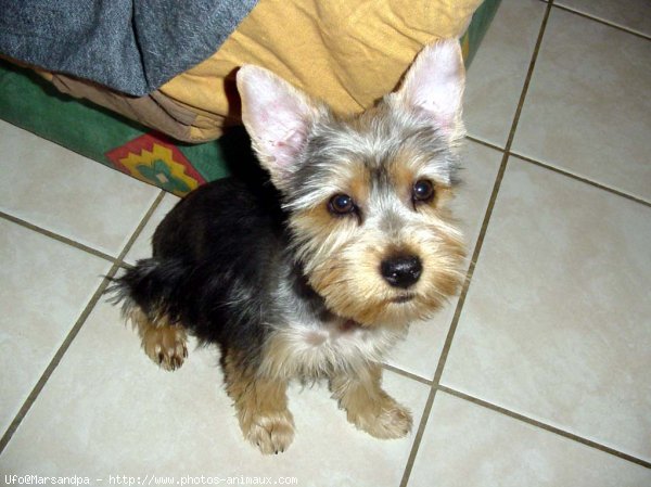 Photo de Yorkshire terrier