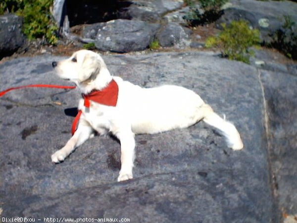 Photo de Golden retriever