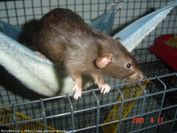 Photo de Rat