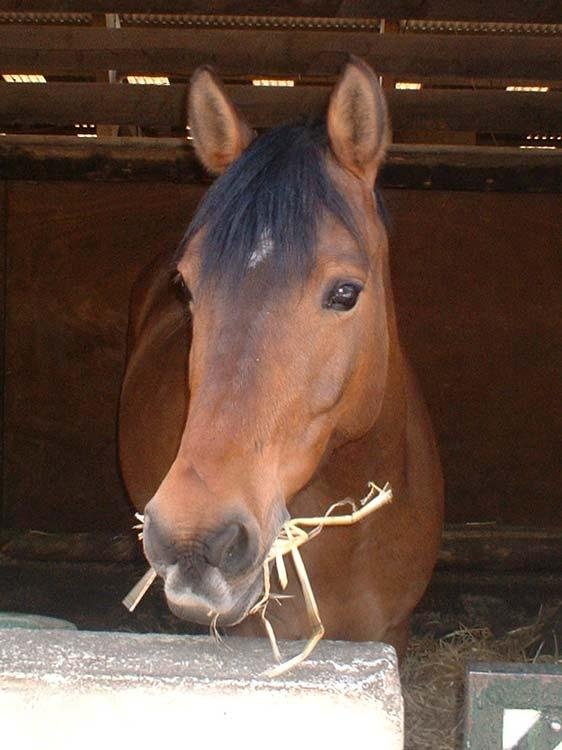 Photo de Poney franais de selle