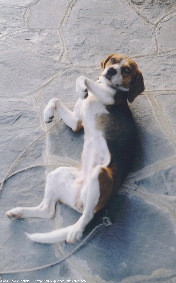 Photo de Beagle