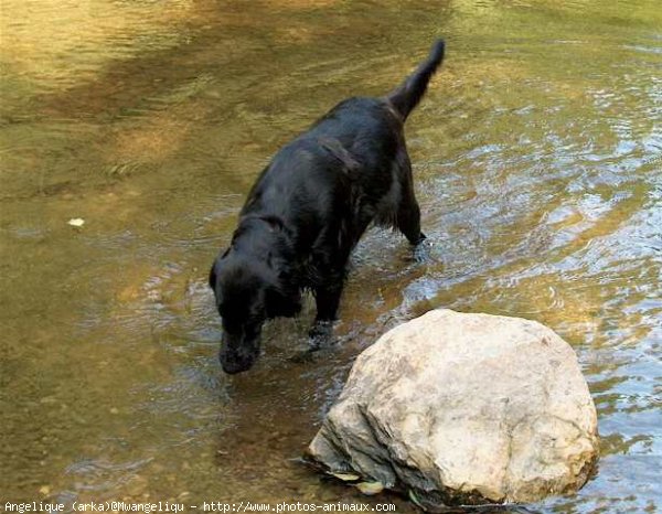 Photo de Retriever  poil plat