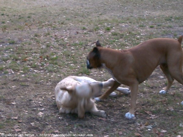 Photo de Boxer