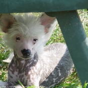 Photo de Chien chinois nu  crte