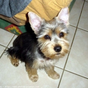 Photo de Yorkshire terrier