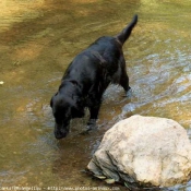 Photo de Retriever  poil plat