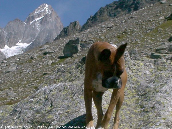 Photo de Boxer