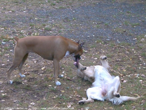 Photo de Boxer