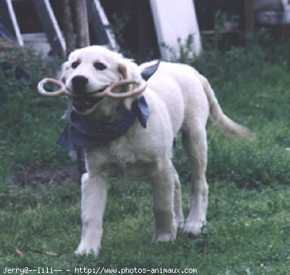 Photo de Golden retriever