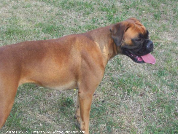 Photo de Boxer