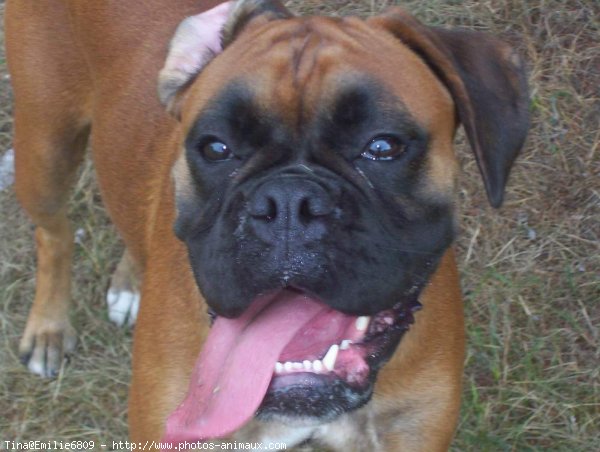 Photo de Boxer