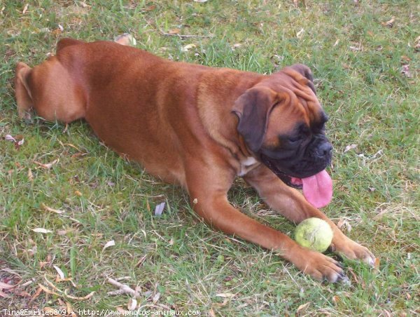 Photo de Boxer