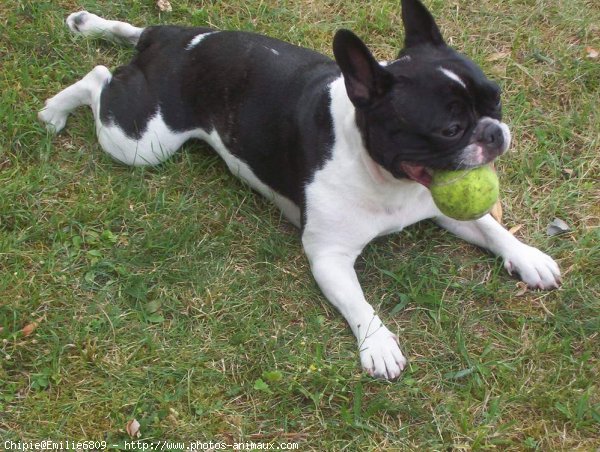 Photo de Bouledogue franais