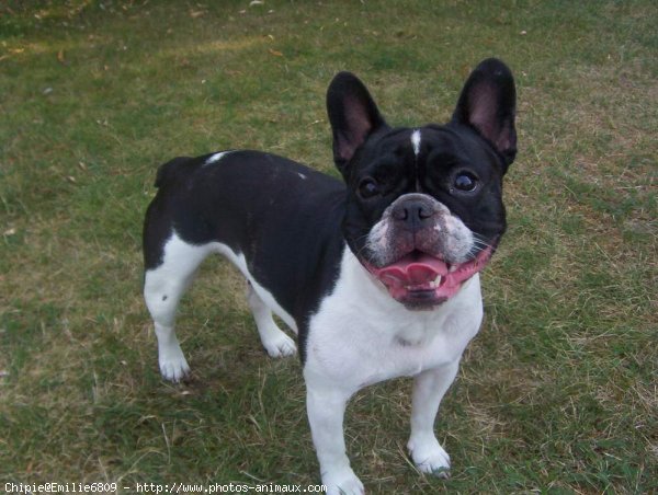 Photo de Bouledogue franais