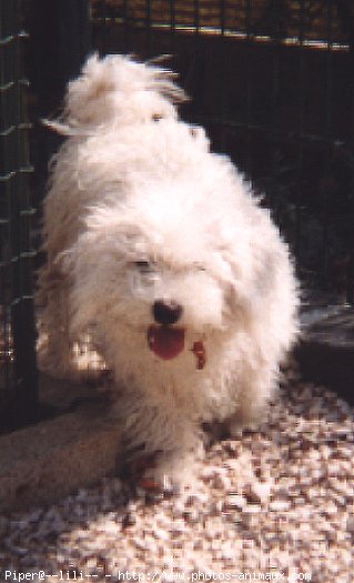 Photo de Bichon  poil fris