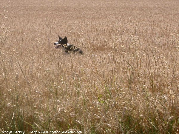 Photo de Border collie