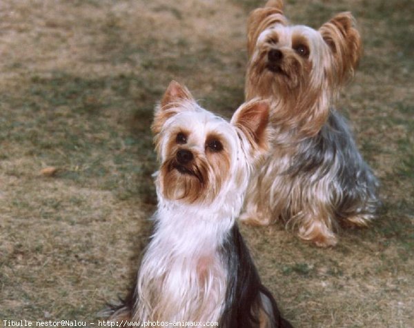 Photo de Yorkshire terrier