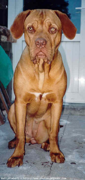 Photo de Dogue de bordeaux