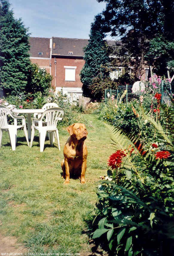 Photo de Dogue de bordeaux