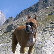 Photo de Boxer