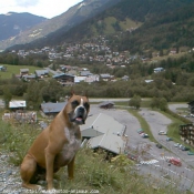 Photo de Boxer