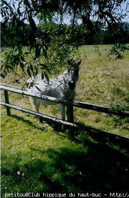 Photo de Camargue