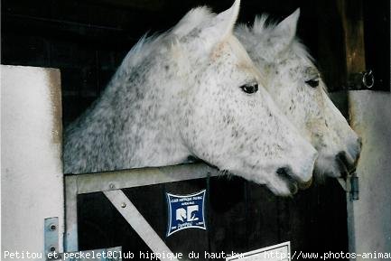 Photo de Camargue