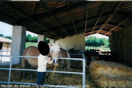 Photo de Haflinger