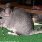 Photo de Chinchilla