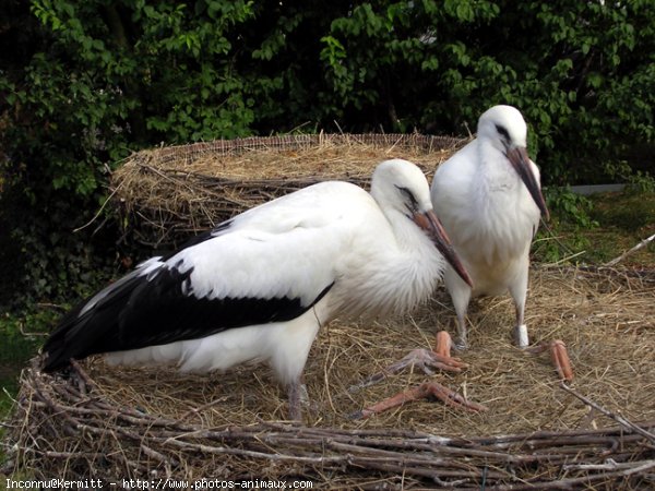 Photo de Cigogne