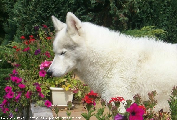 Photo de Husky siberien