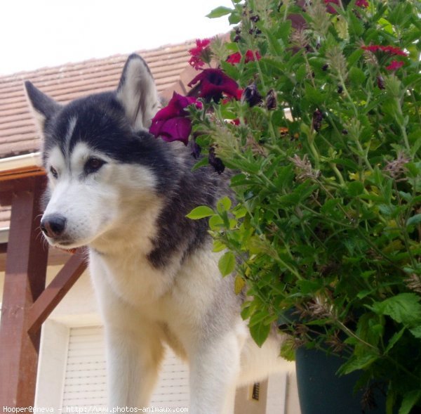 Photo de Husky siberien