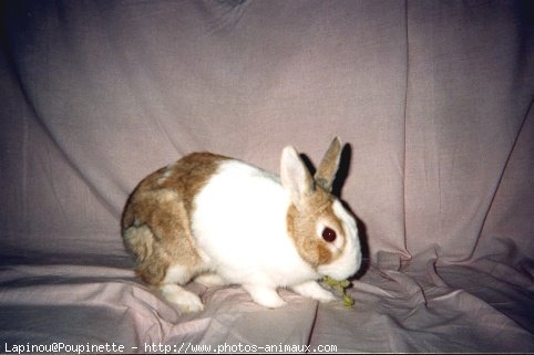 Photo de Lapin