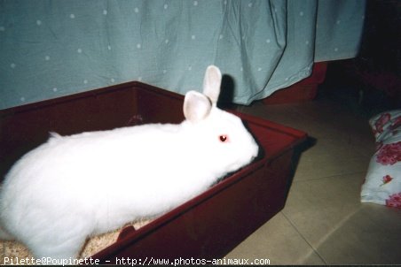 Photo de Lapin