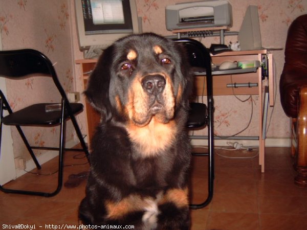 Photo de Dogue du tibet