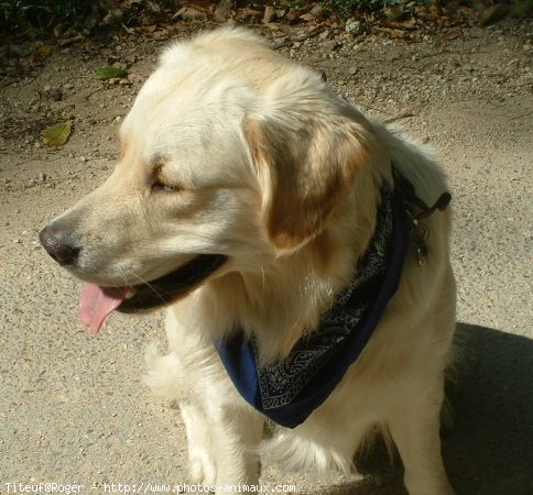 Photo de Golden retriever