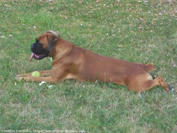 Photo de Boxer